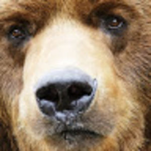 Meet your Posher, Griz